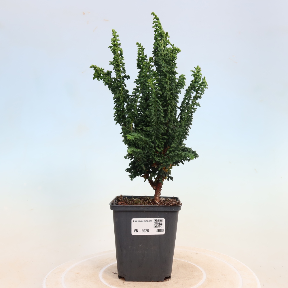 Bonsai zewnętrzne - Cham. obtusa SEKKA HINOKI - Cyprys