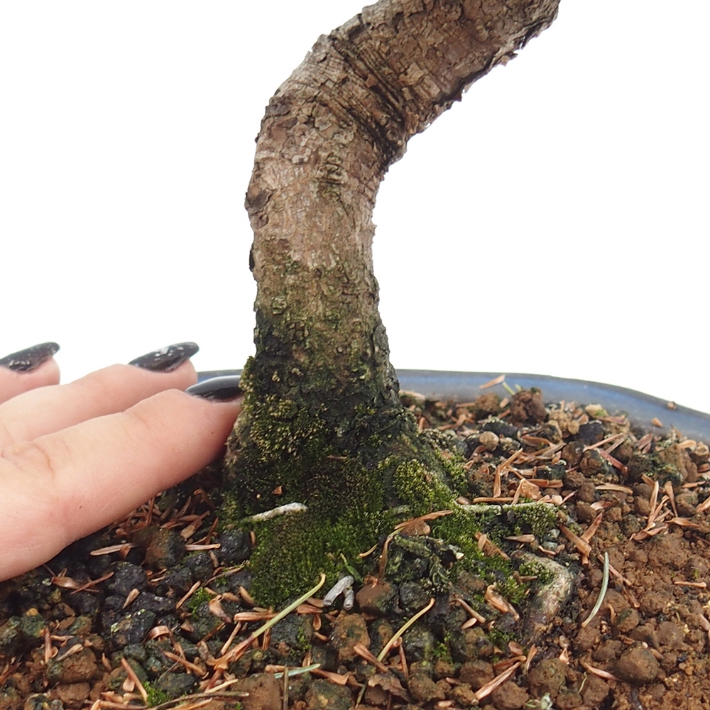 Outdoor bonsai - Pinus parviflora - Mała sosna