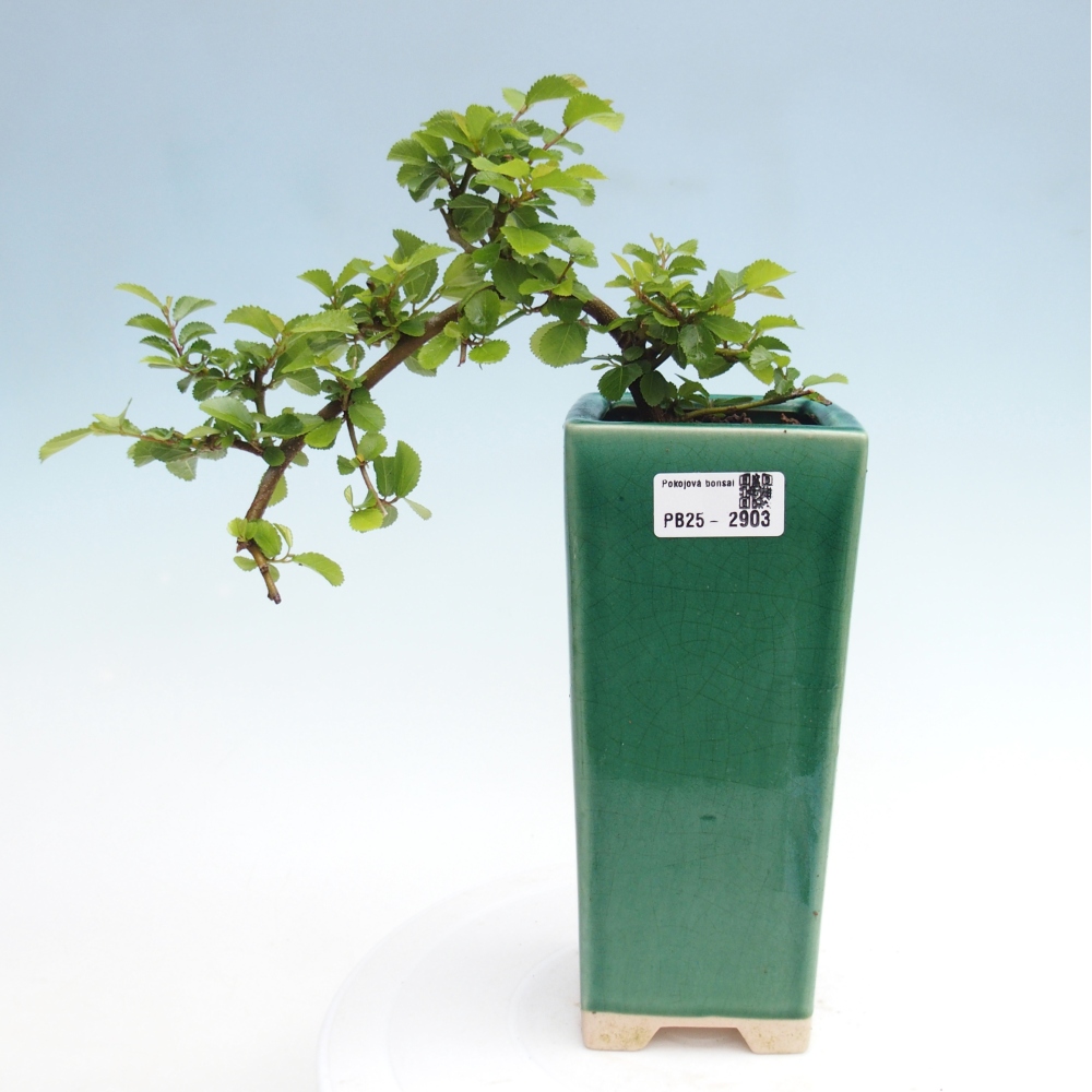 Kryty bonsai - Grewia occidentalis - Lawendowa gwiazda