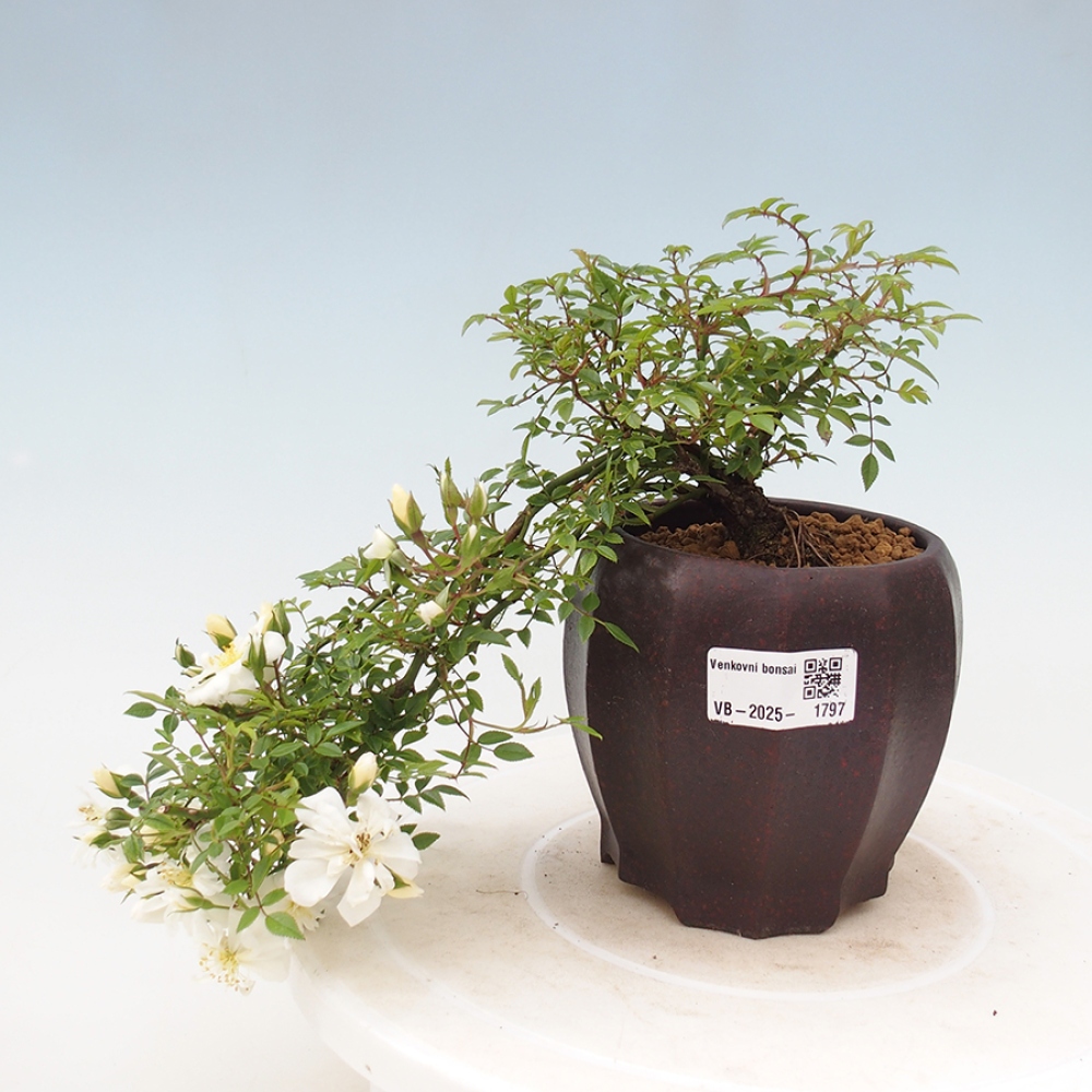 Bonsai na zewnątrz - Rosa Sea Foam - róża 