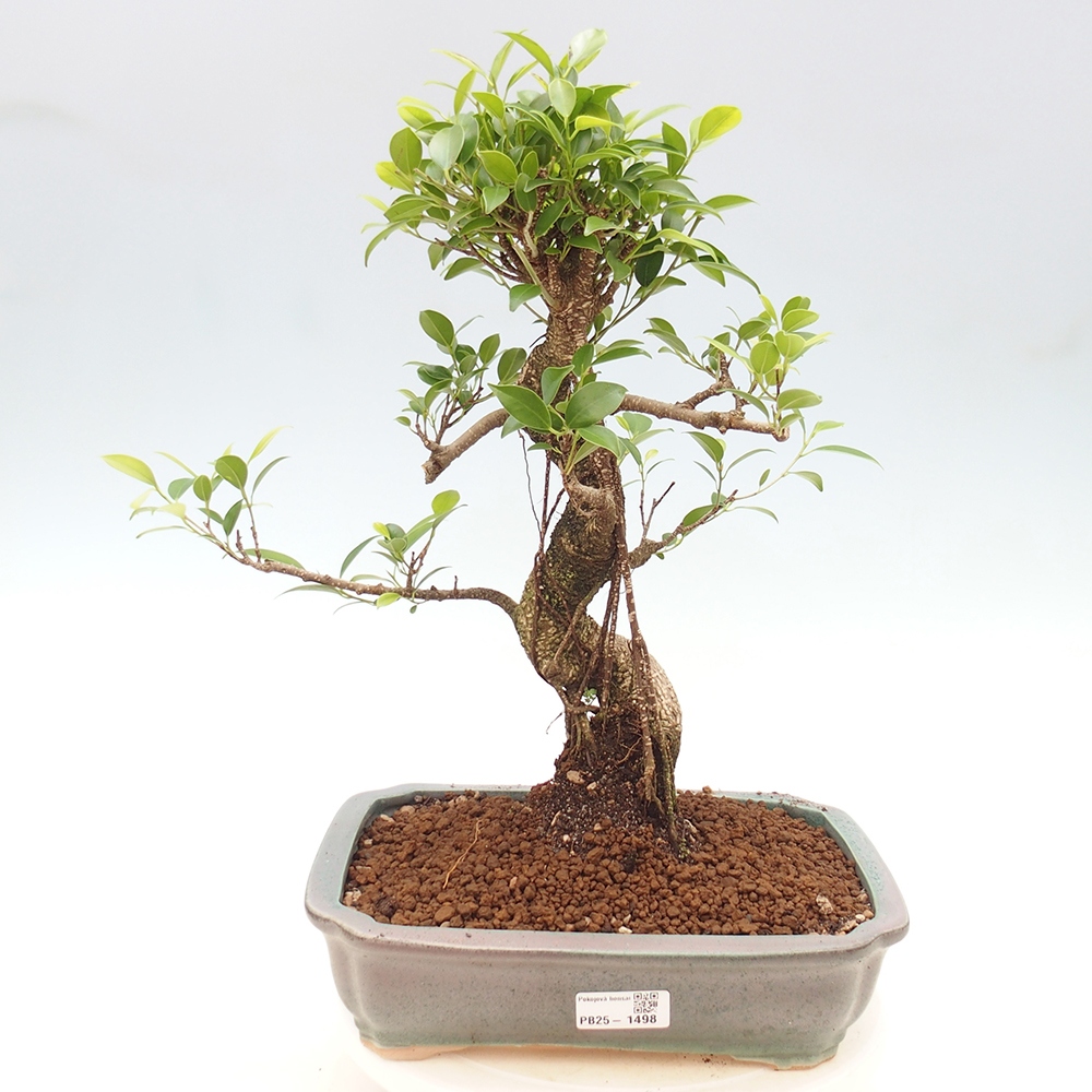 Kryty bonsai - Ficus kimmen - figowiec drobnolistny