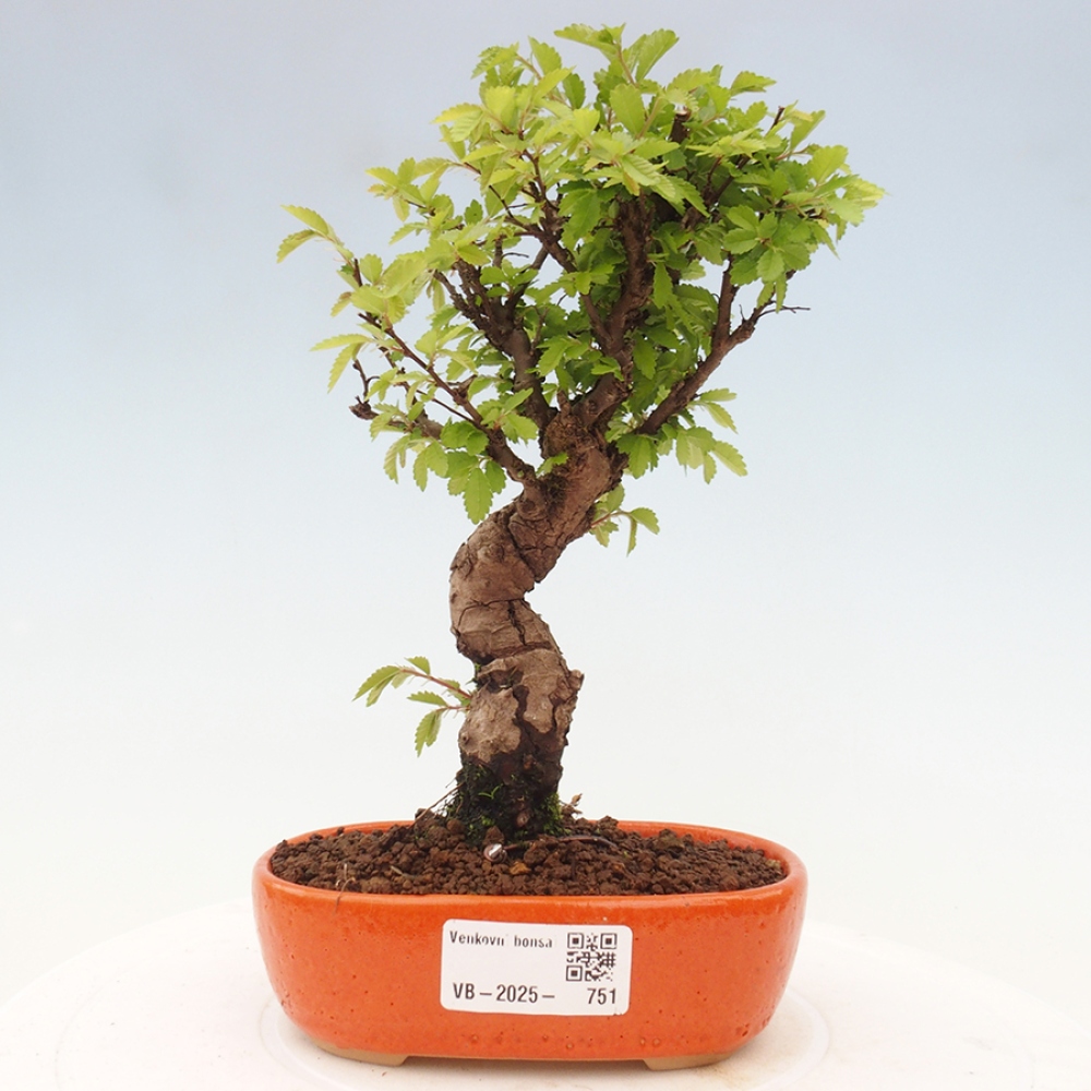Outdoor bonsai - Zelkova - Zelkova NIRE