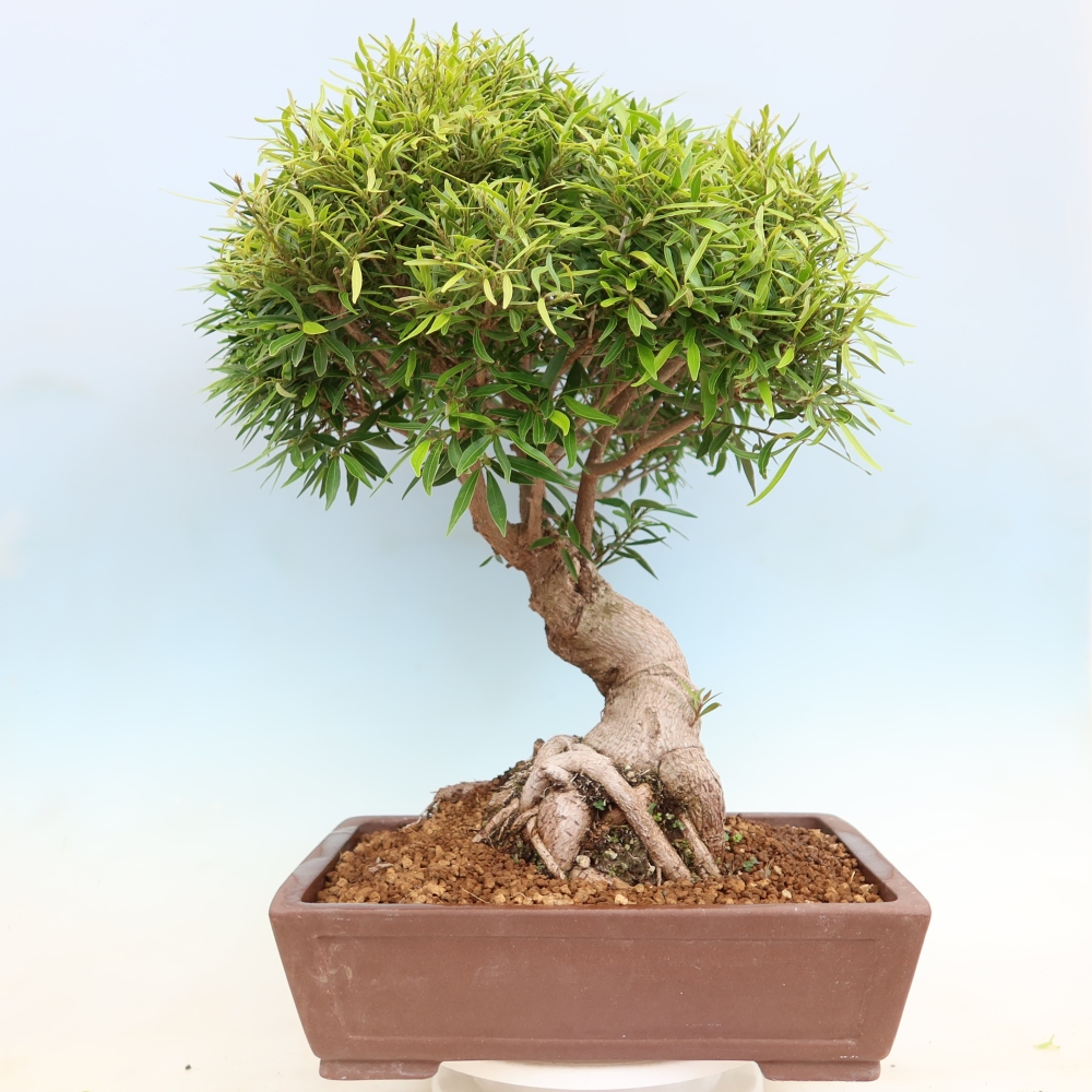 Pokój bonsai - Ficus nerifolia - figowiec drobnolistny