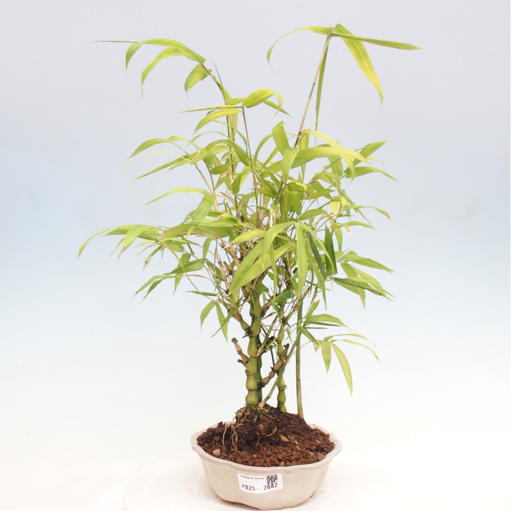 Bonsai wewnętrzne - Bambusowy Budda - Brzuch Bambusowego Buddy