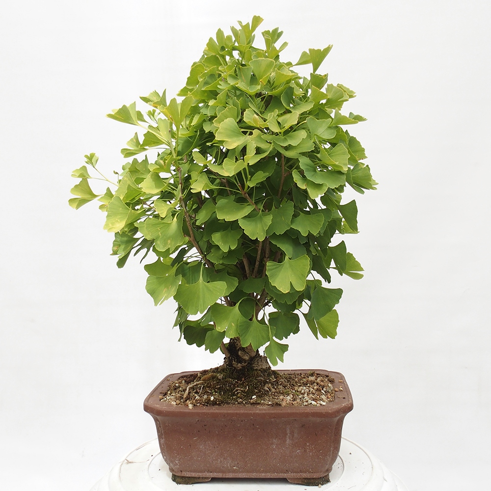 Outdoor bonsai - Jinan biloba - Ginkgo biloba
