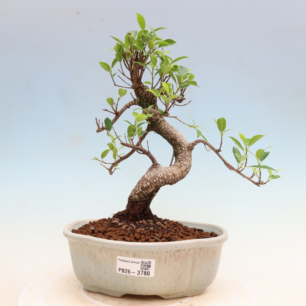 Pokój bonsai - Ficus kimmen - figowiec drobnolistny