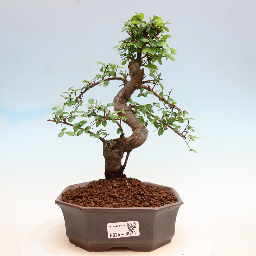 Pokój bonsai - Ulmus parvifolia - Wiąz drobnolistny