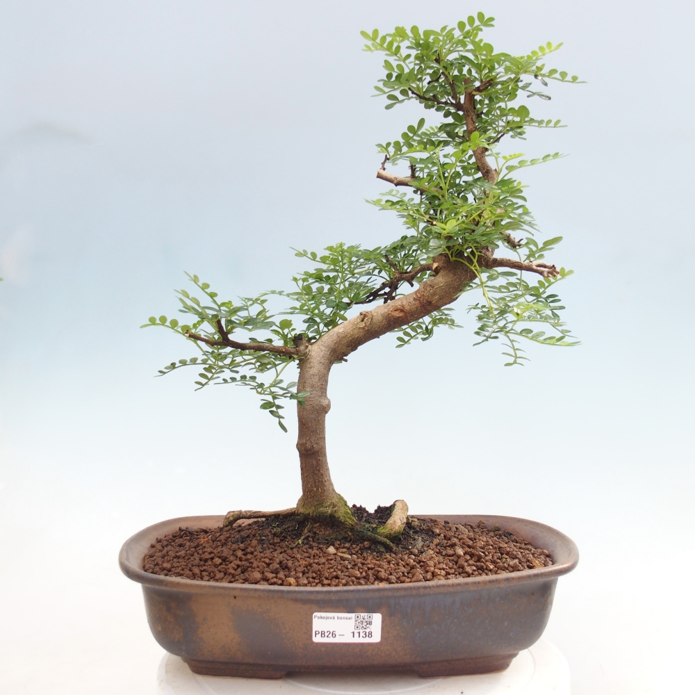 Pokój bonsai - Zantoxylum piperitum - drzewo pieprzowe
