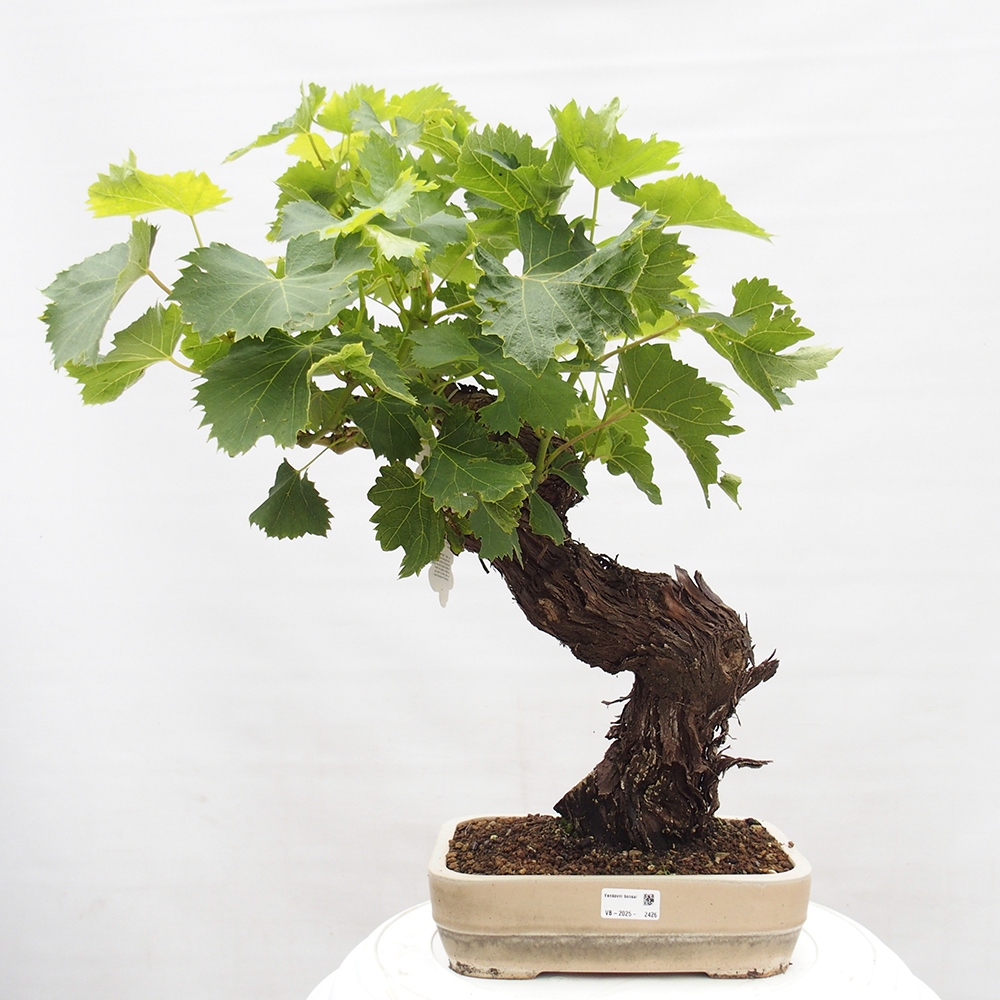 Bonsai plenerowe - Vitis vinnifera MUSKAT ITALIA  - Winorośl