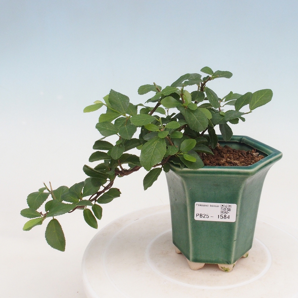 Kryty bonsai - Grewia occidentalis - Lawendowa gwiazda
