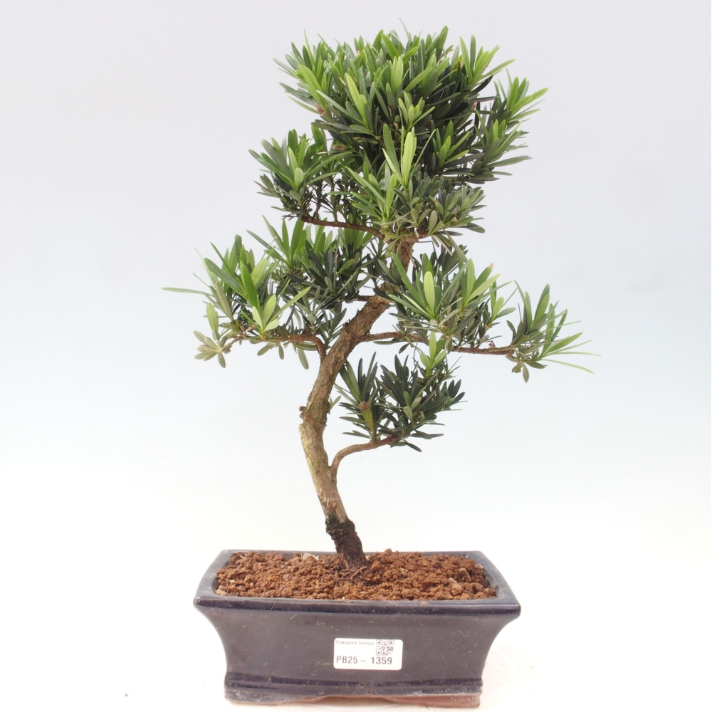 Kryty bonsai - Podocarpus - Kamienny tys