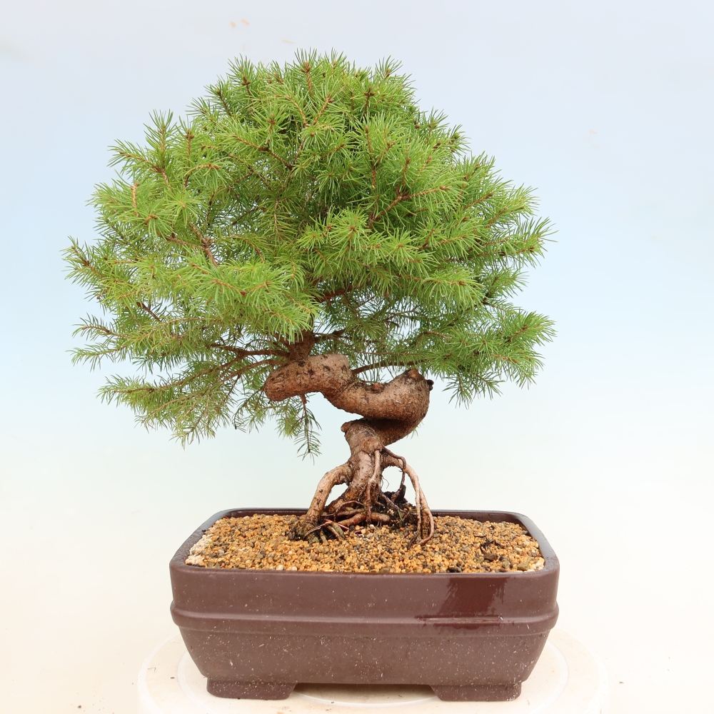 Outdoor bonsai - Świerk pospolity - Picea glauca globe