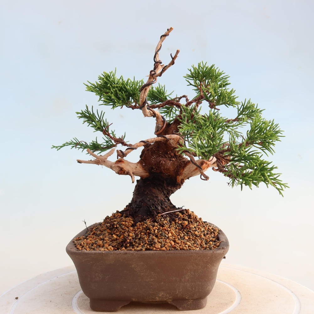 Outdoor bonsai - Juniperus chinensis Itoigawa - Jałowiec chiński