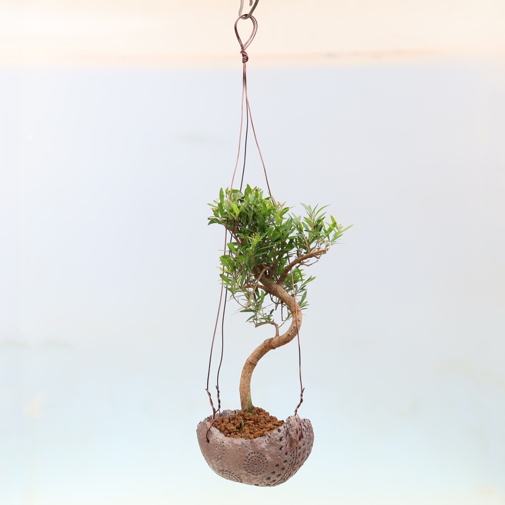 Kokedama w ceramicznej doniczce – Syzygium – drzewo pimentowe