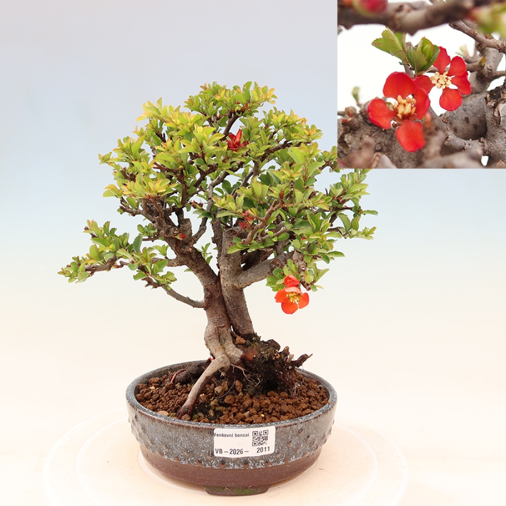 Bonsai zewnętrzne - Chaneomeles speciosa Chojubai