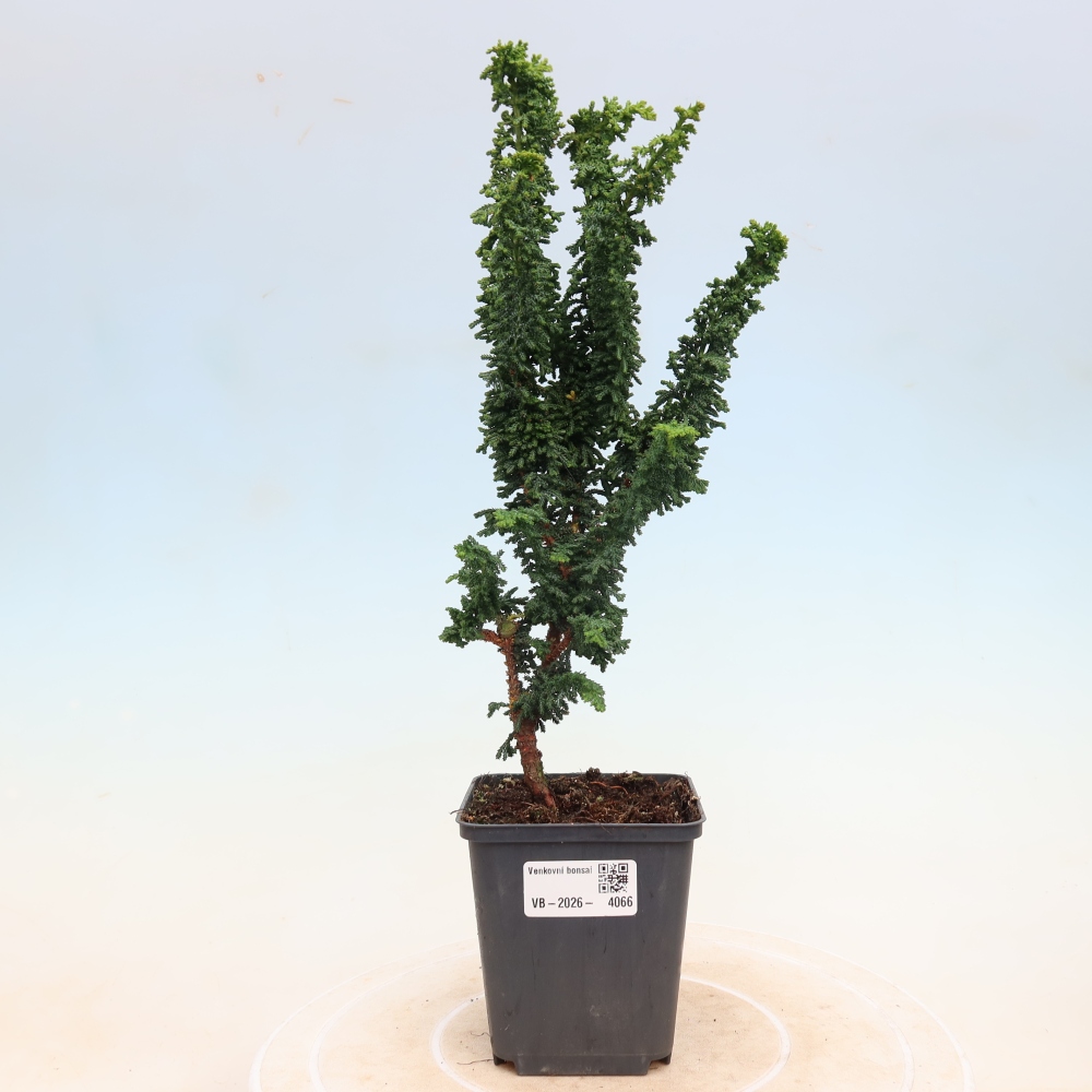 Bonsai zewnętrzne - Cham. obtusa SEKKA HINOKI - Cyprys