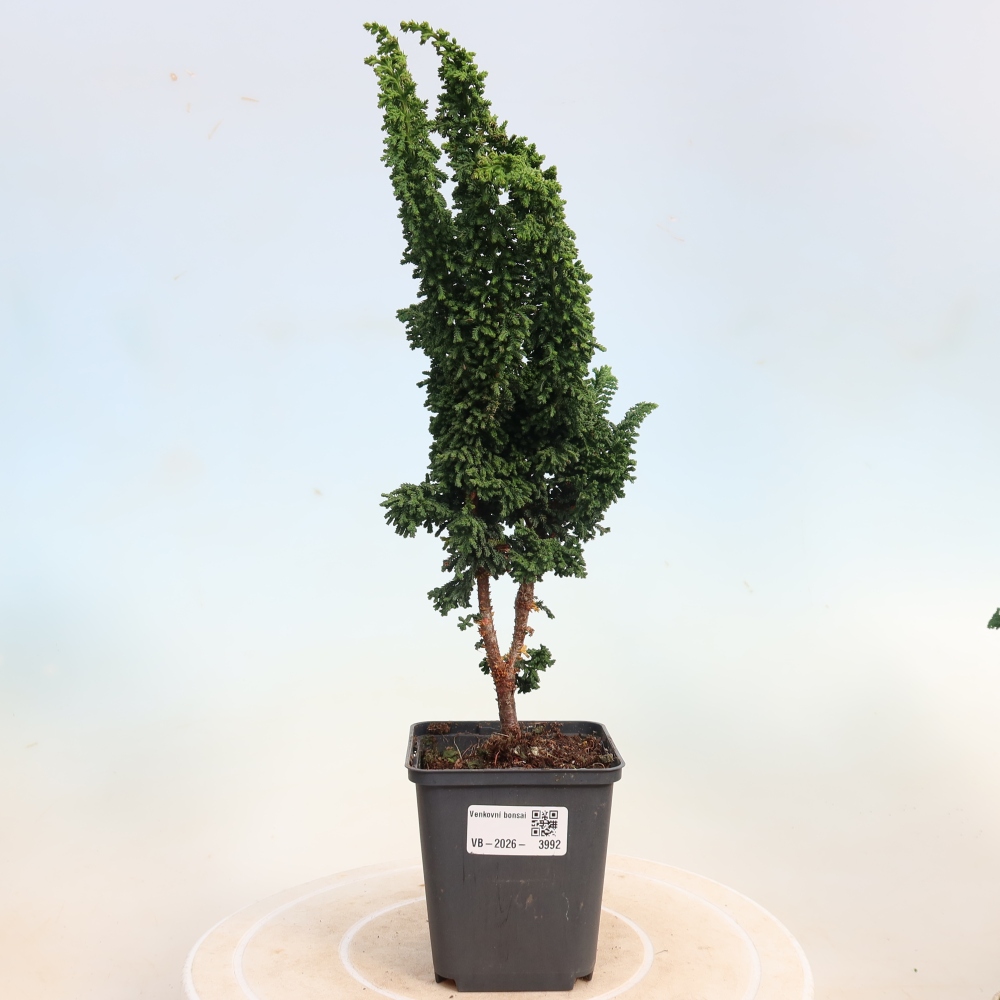Bonsai zewnętrzne - Cham. obtusa SEKKA HINOKI - Cyprys