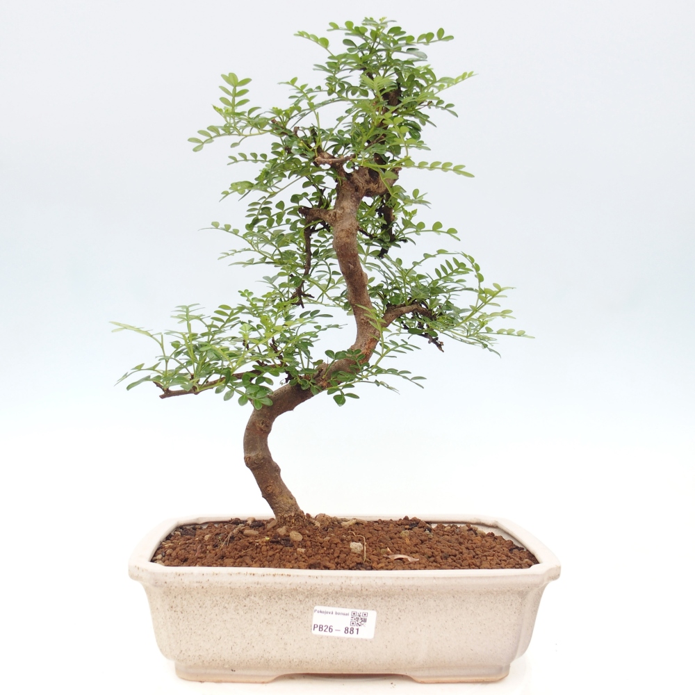 Pokój bonsai - Zantoxylum piperitum - drzewo pieprzowe