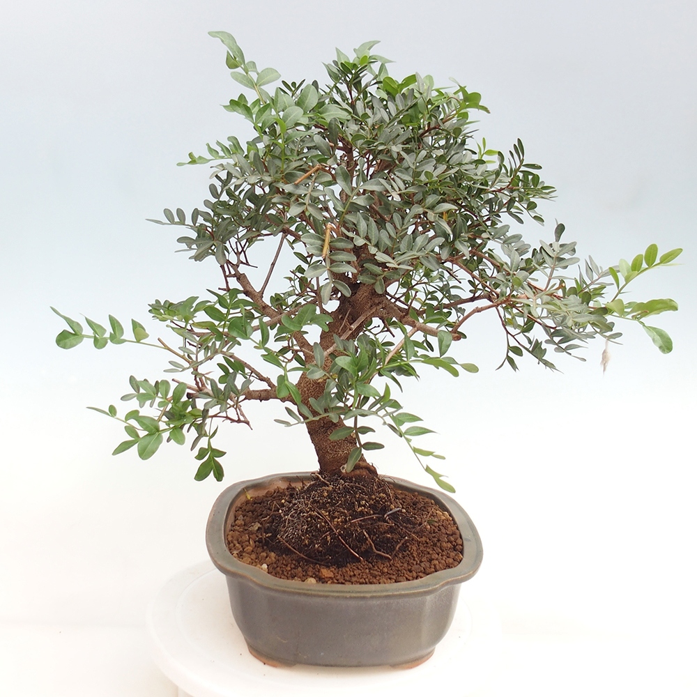 Bonsai pokojowe - Pistacja