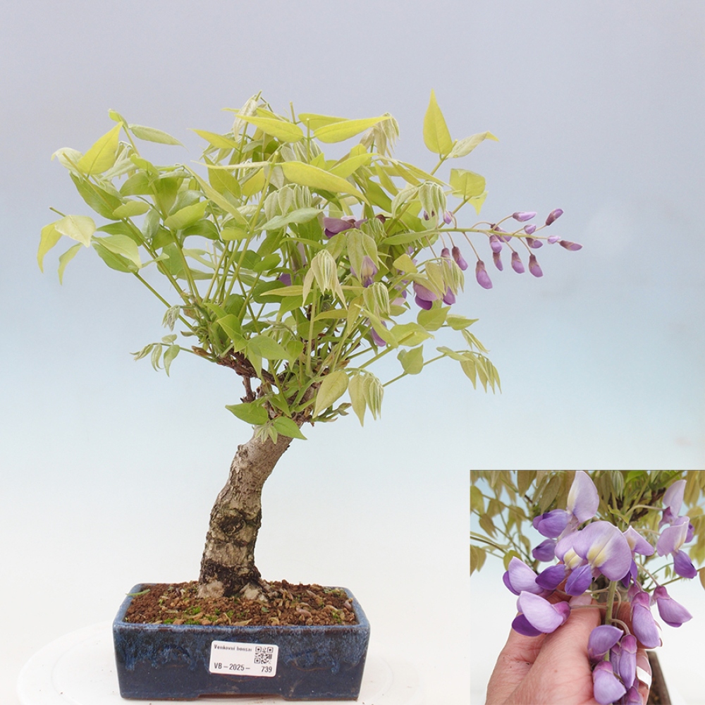 Bonsai zewnętrzne - Wisteria floribunda - Wisteria floribunda