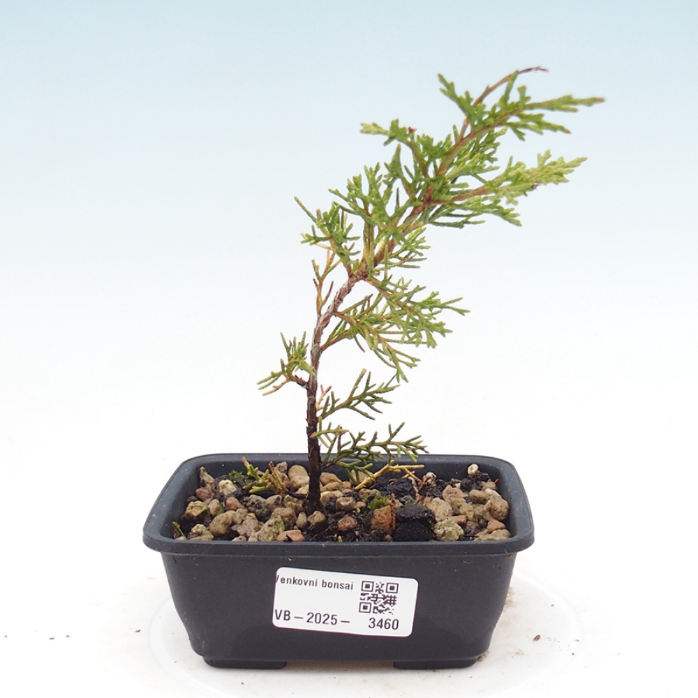 Outdoor bonsai - Juniperus chinensis Itoigawa