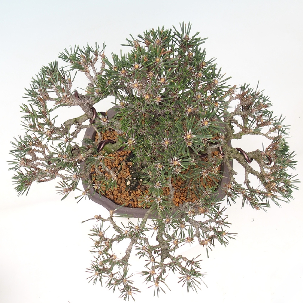 Outdoor bonsai - Pinus thunbergii Kotobuki - Sosna Thunberga