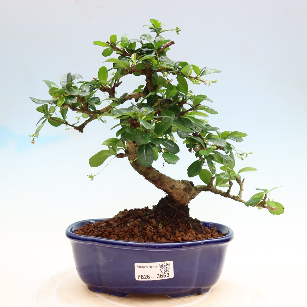 Bonsai pokojowe - Carmona macrophylla - Tea fuki