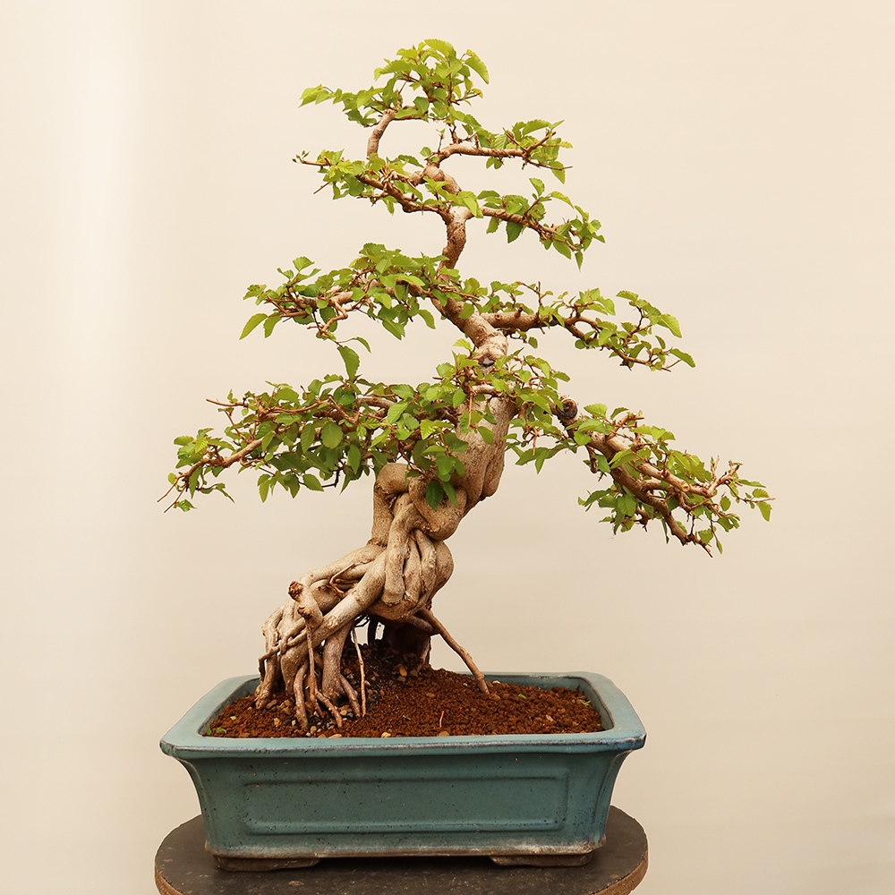 Bonsai plenerowe - Carpinus Coreana - grab koreański