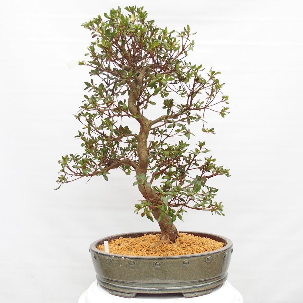 Bonsai zewnętrzne - Azalia japońska - Azalia Hand