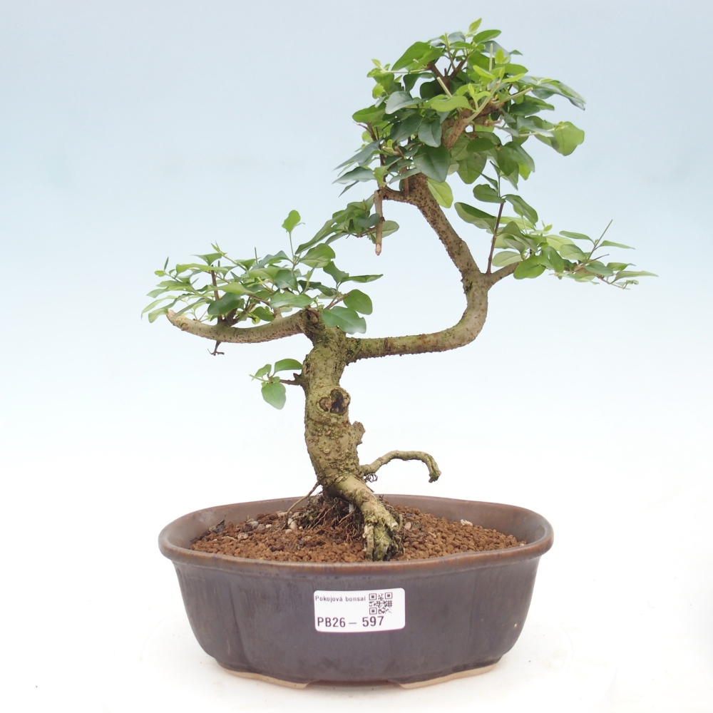 Pokój bonsai - Ligustrum chinensis - Dziób ptaka