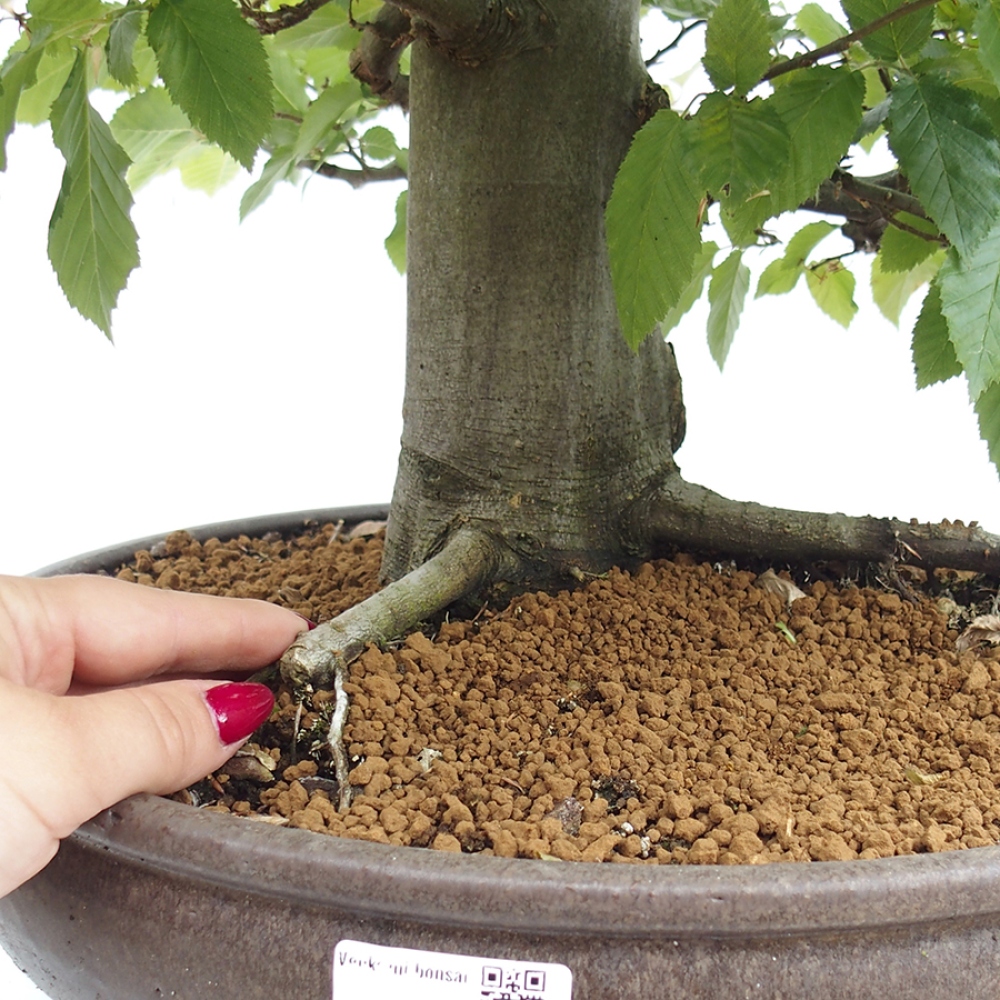Bonsai zewnętrzne - Grab - Carpinus betulus