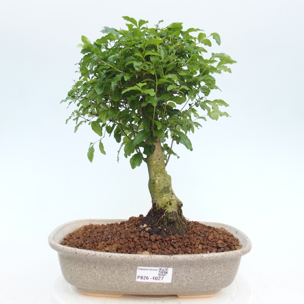 Kryte bonsai - Ligustrum chinensis - widok z lotu ptaka