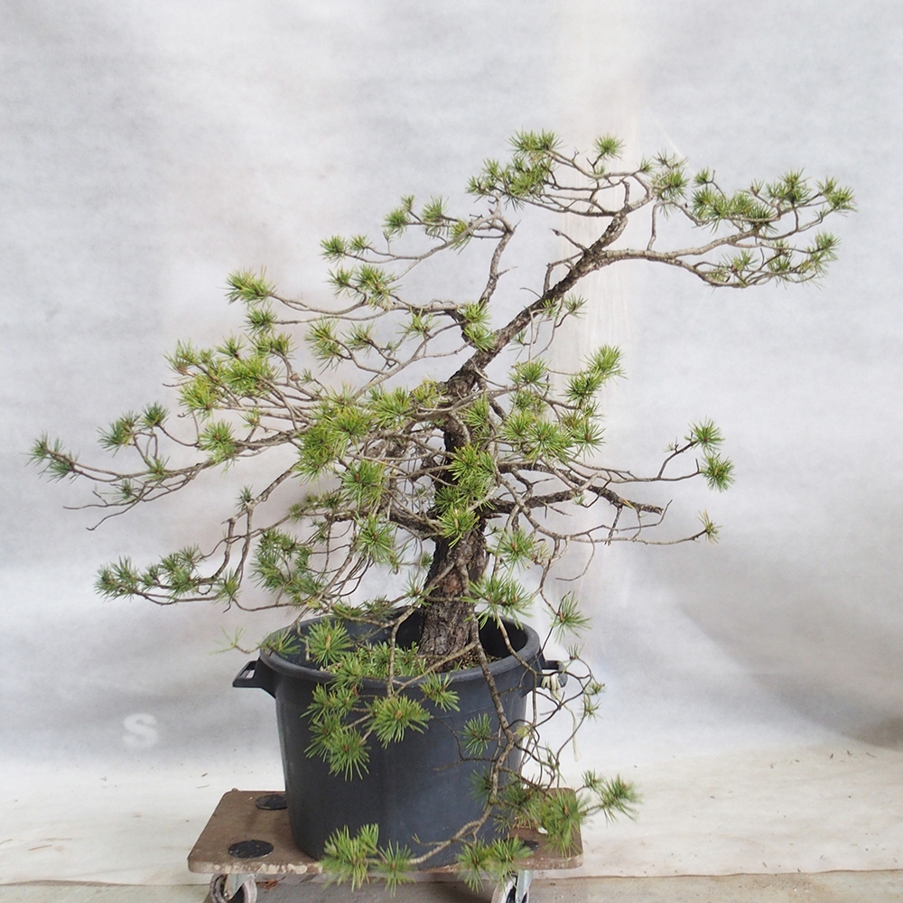 Yamadori - Pinus sylvestris 
