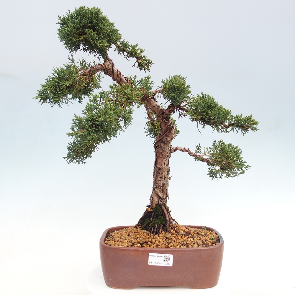 Outdoor bonsai - Juniperus chinensis Kishu - chiński jałowiec