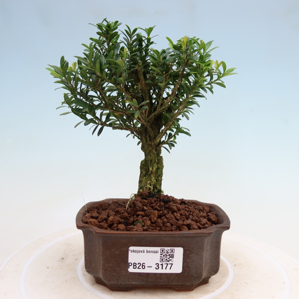 Pokój bonsai - Buxus harlandii - buxus korkowy