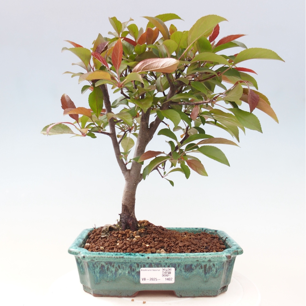 Bonsai zewnętrzne - Malus domowy - Jabłoń czerwonolistna o drobnych owocach