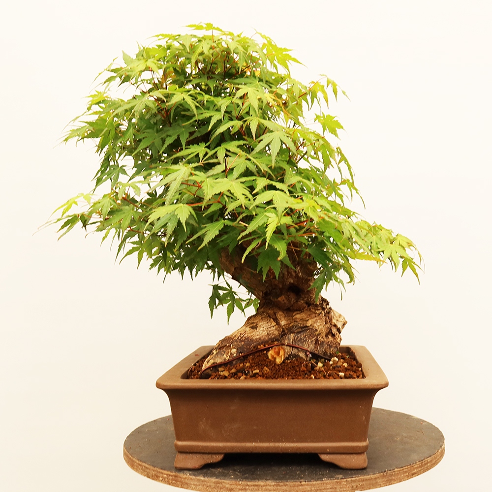 Outdoor bonsai - Klon palmowy - Palmy