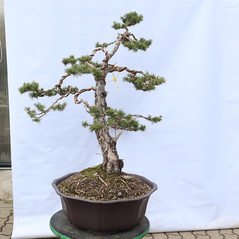 Pinus sylvestris Hiszpania – sosna zwyczajna