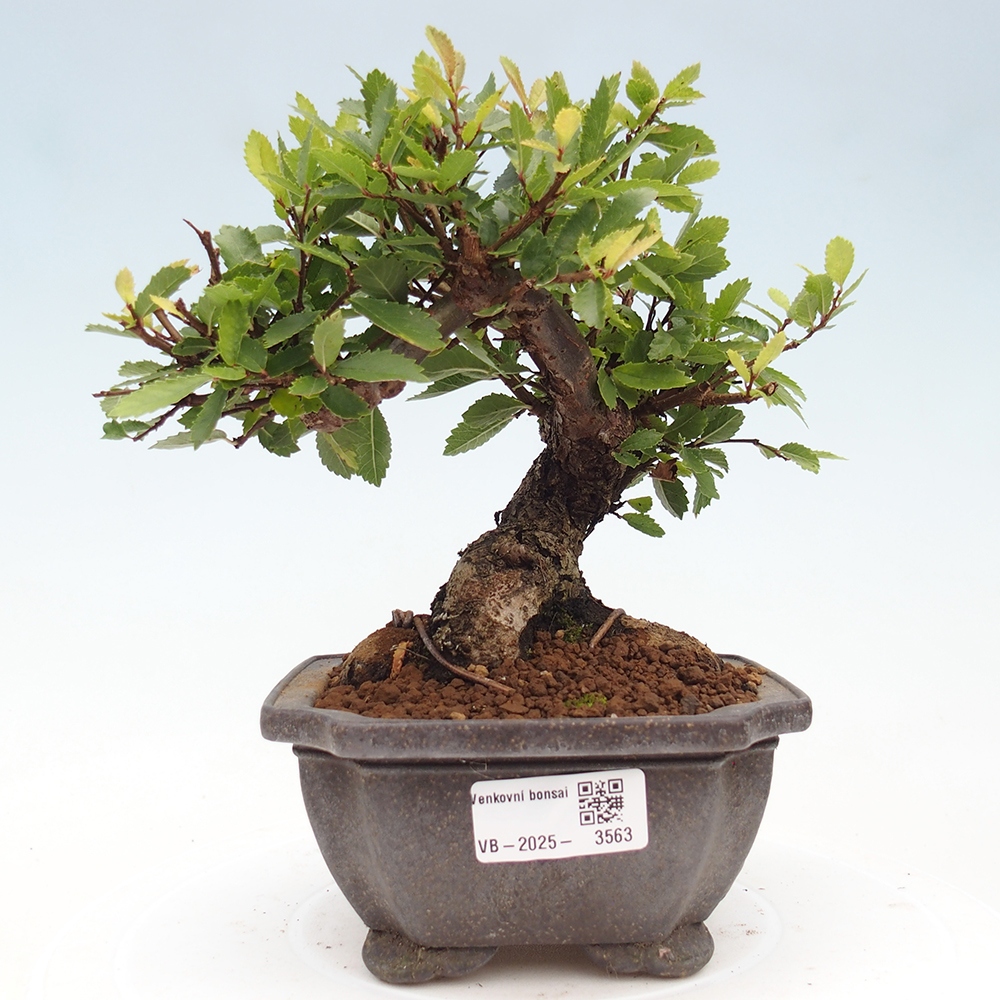 Bonsai zewnętrzne - Zelkova - Zelkova NIRE