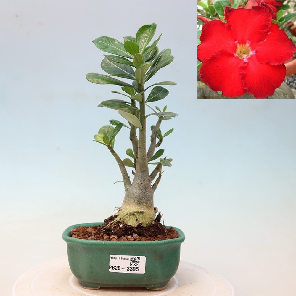 Bonsai pokojowe – Adenium obesum Red Star – Róża pustynna