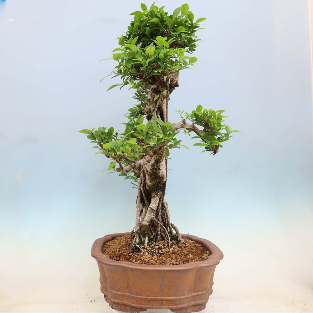 Pokój bonsai - Ficus kimmen - figowiec drobnolistny