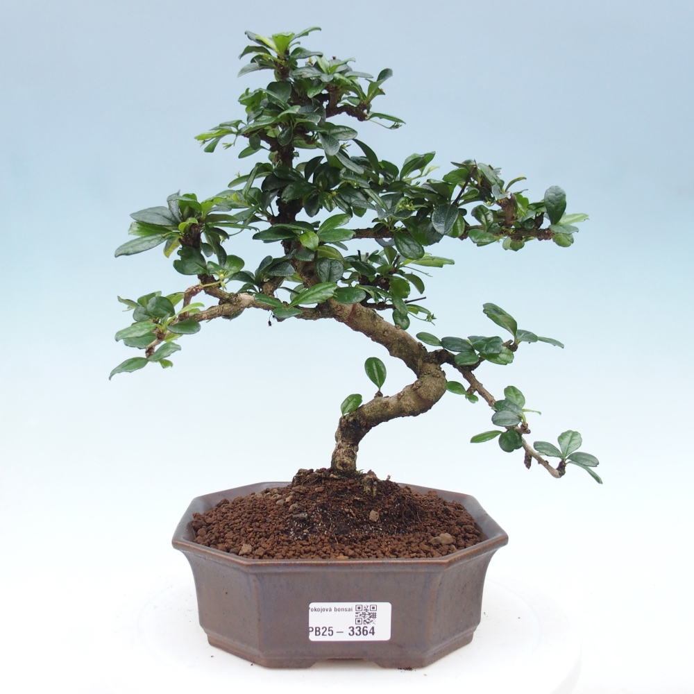 Bonsai pokojowe - Carmona macrophylla - Tea fuki