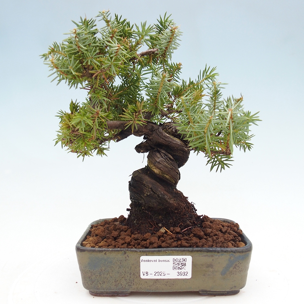 Outdoor bonsai - Juniper rigida - Juniperus rigida