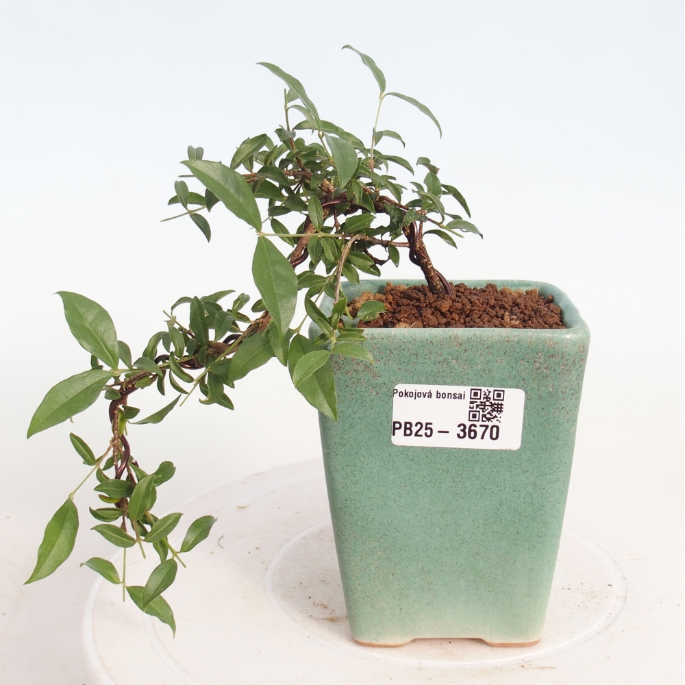 Pokój bonsai - Malpighia coccigera- Barbdor Cherry
