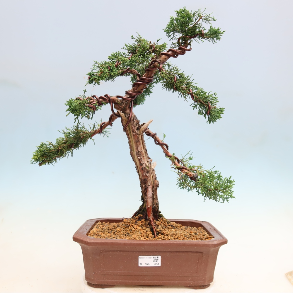 Outdoor bonsai - Juniperus chinensis Kishu