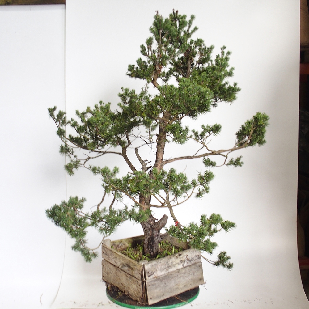 Yamadori - Pinus sylvestris Hiszpania