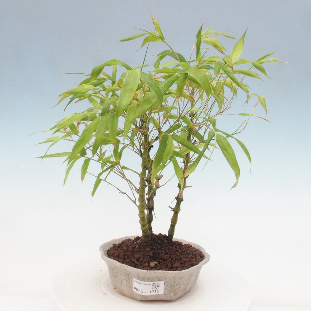 Bonsai wewnętrzne - Bambusowy Budda - Brzuch Bambusowego Buddy