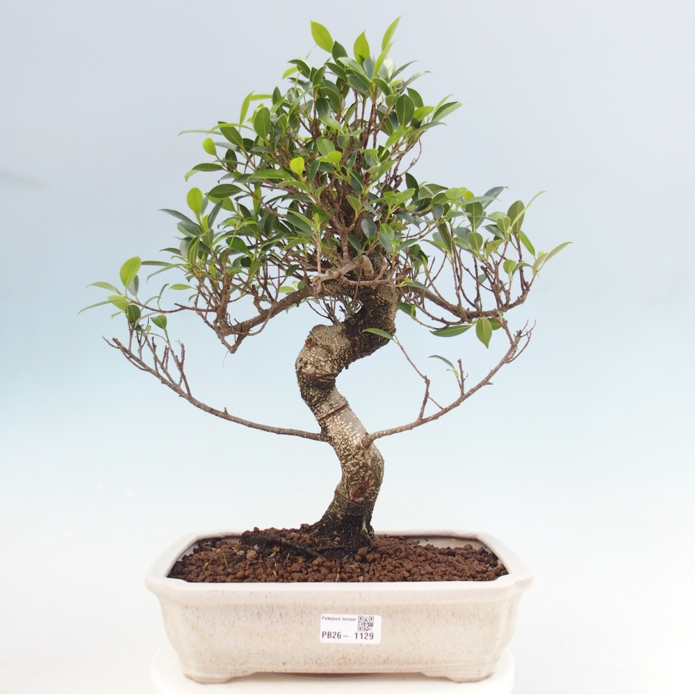 Pokój bonsai - Ficus kimmen - figowiec drobnolistny