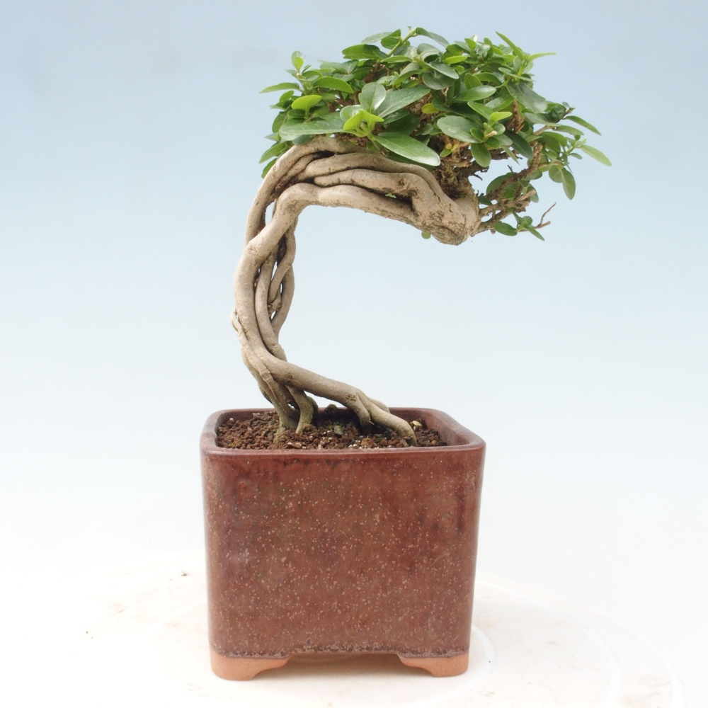 Bonsai wewnętrzne - Premna serratifolia - Kozlovon drobnolistny