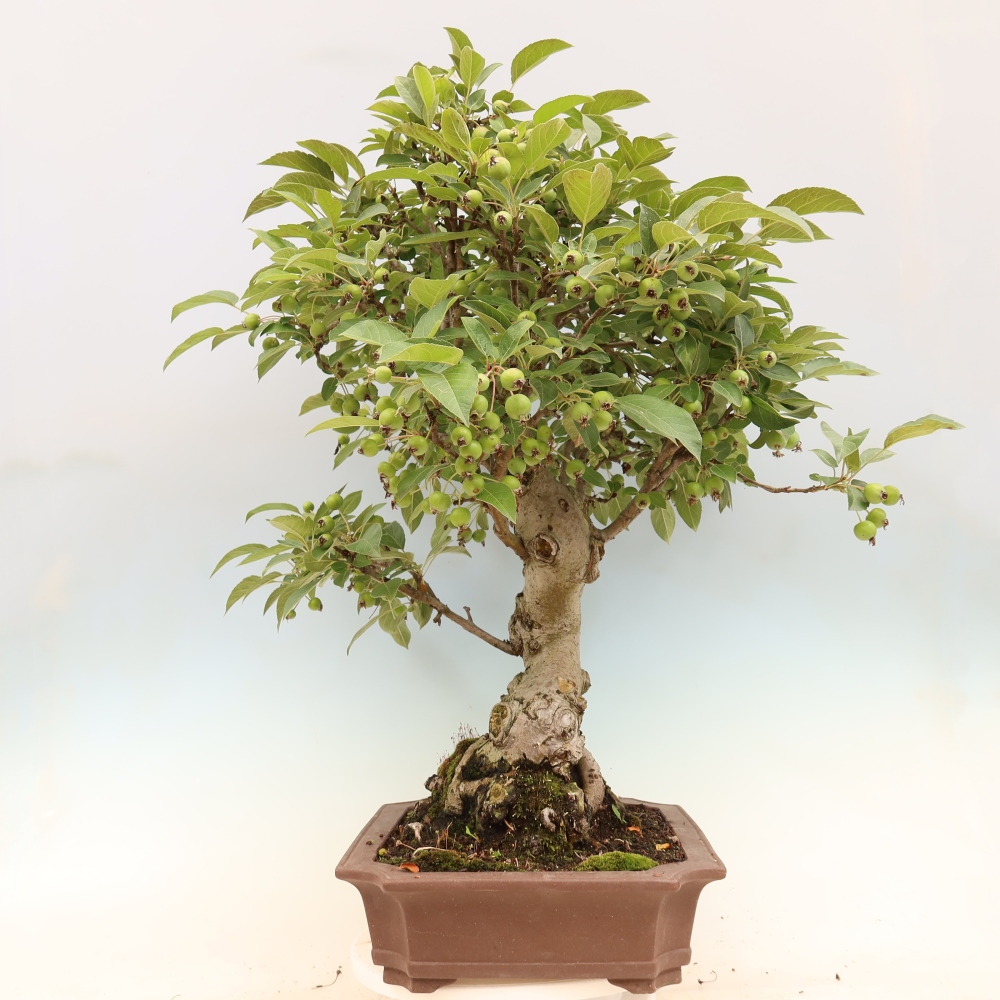Bonsai plenerowe - Malus Halliana - Jabłoń drobnoowocowa